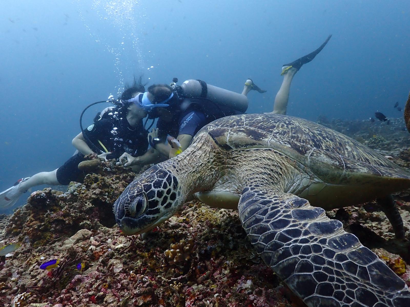 Kiss at 18 meters deep with Adriana and a turtle in front